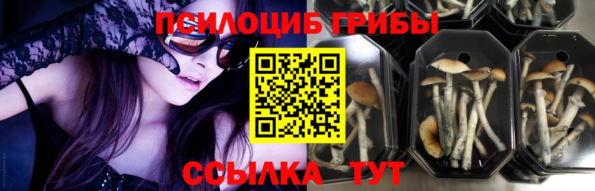 Шарыпово  Псилоцибиновые грибы мухоморы  Псилоцибиновые грибы прущие грибы  Вход с VPN 